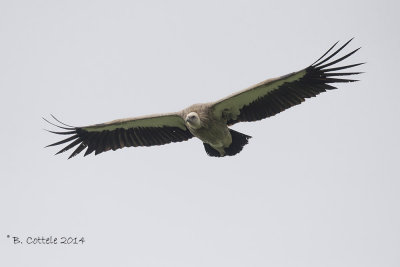 Himalayagier - Himalayan Griffon - Gyps himalayensis