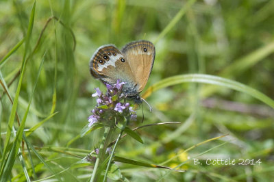 Tweekleurig Hooibeestje - Pearly Heath - Coenonympha arcania