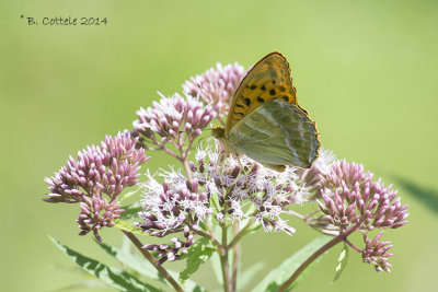 Keizersmantel - Silver-washed Fritillary - Argynnis paphia