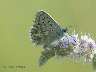 Bleek Blauwtje - Chalkhill Blue - Polyommatus coridon