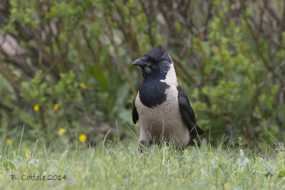 Daurische Kauw - Daurian Jackdaw - Corvus dauuricus