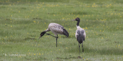 Zwarthalskraanvogel - Black-necked Crane
