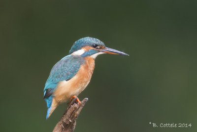 IJsvogel - Common Kingfisher - Alcedo atthis