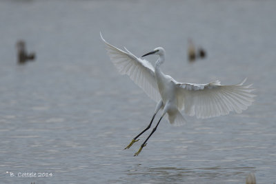 Kleine Zilverreiger - Little Egret - Egretta garzetta