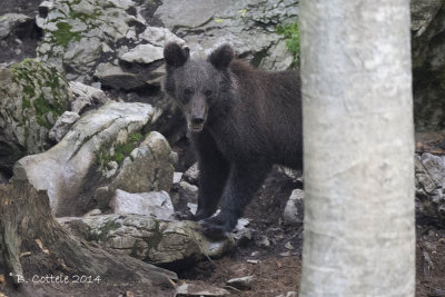 Bruine Beer - Brown Bear - Ursus arctos