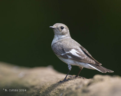 Withalsvliegenvanger - Collared Flycatcher