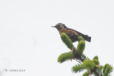 Witwangboomklever - White-cheeked Nuthatch - Sitta leucopsis