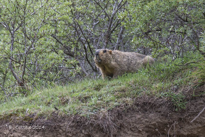 Himalayamarmot - Himalayan Marmot - Marmota himalayana