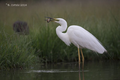 Grote Zilverreiger - Great Egret - Casmerodius albus