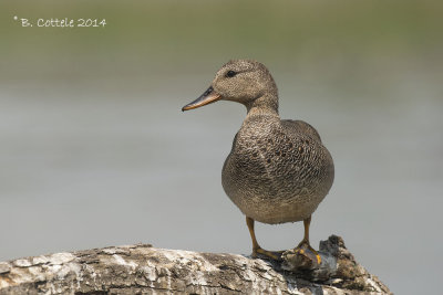 Krakeend - Gadwall - Anas strepera