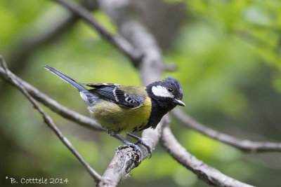 Bergkoolmees - Green-backed Tit - Parus monticolus