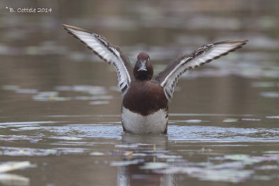 Witoogeend - Ferruginous Duck