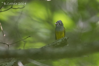 Grijskopvliegenvanger - Grey-headed Canary Flycatcher - Culicicapa ceylonensis
