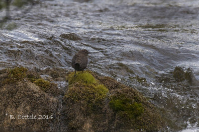 Zwarte Waterspreeuw - Brown Dipper