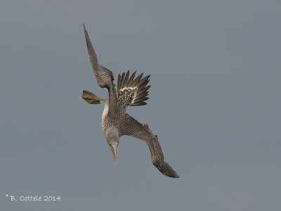 Jan-van-gent - Northern Gannet - Morus bassanus