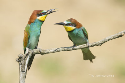 Bijeneter - European Bee-eater - Merops apiaster