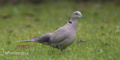 Turkse Tortel - Eurasian Collared Dove - Streptopelia decaocto