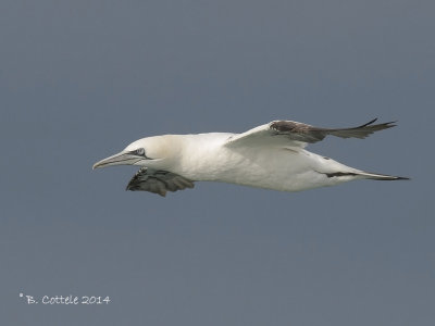 Jan-van-gent - Northern Gannet - Morus bassanus