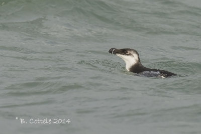 Alk - Razorbill - Alca torda