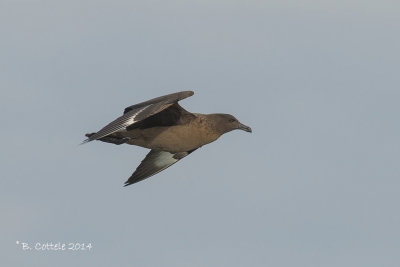 Grote Jager - Great Skua - Stercorarius skua