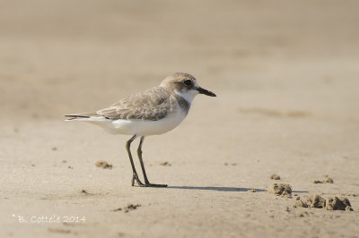 Woestijnplevier - Greater Sand Plover 