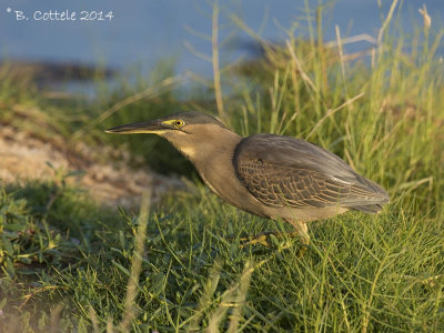 Mangrovereiger - Striated Heron - Butorides striata