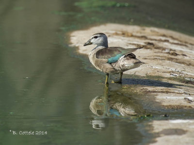 Coromandeleend - Cotton Pygmy Goose - Nettapus coromandelianus