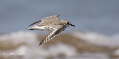 Mongoolse Plevier - Lesser Sand Plover - Charadrius mongolus