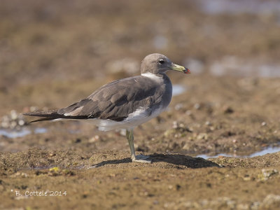 Hemprichs Meeuw - Sooty Gull - Larus hemprichii