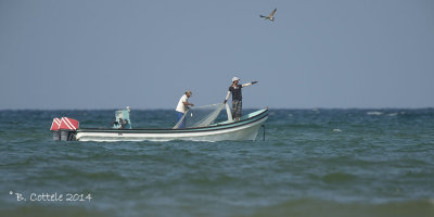 Vissers Muscat - Fishermen Muscat
