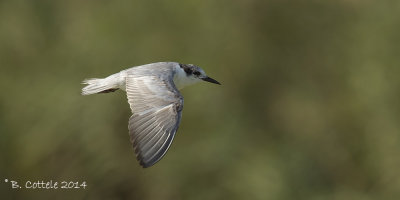 Witwangstern - Whiskered Tern - Chlidonias hybrida