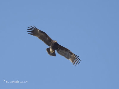 Bastaardarend - Greater Spotted Eagle - Aquila clanga