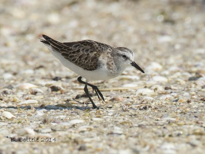 Kleine Strandloper - Little Stint - Calidris minuta