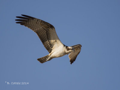 Visarend - Osprey - Pandion haliaetus