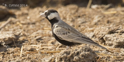 Zwartkruinvinkleeuwerik - Black-crowned Sparrow-Lark - Eremopterix nigriceps