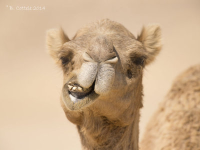 Dromedaris - Dromedary - Camelus dromedarius