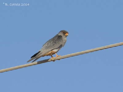 Amoerroodpootvalk - Amur Falcon - Falco amurensis