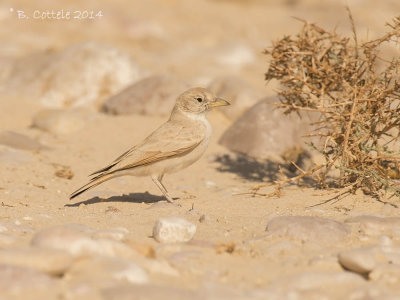 Woestijnleeuwerik - Desert Lark - Ammomanes deserti
