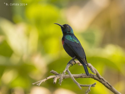 Glanshoningzuiger - Shining Sunbird - Cinnyris habessinicus