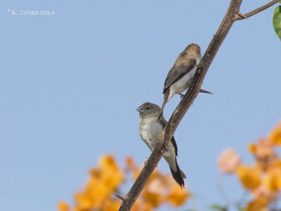 Zilverbekje - African Silverbill - Lonchura cantans