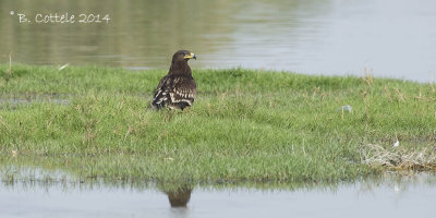 Bastaardarend - Greater Spotted Eagle - Aquila clanga