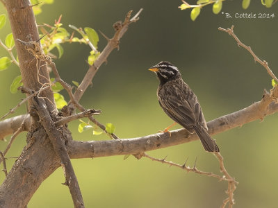 Zevenstrepengors - Cinnamon-breasted Bunting - Emberiza tahapisi