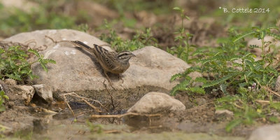 Zevenstrepengors - Cinnamon-breasted Bunting - Emberiza tahapisi