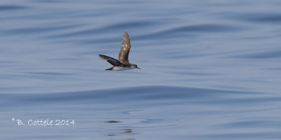 Perzische Kleine Pijlstormvogel - Persian Shearwater - Puffinus persicus