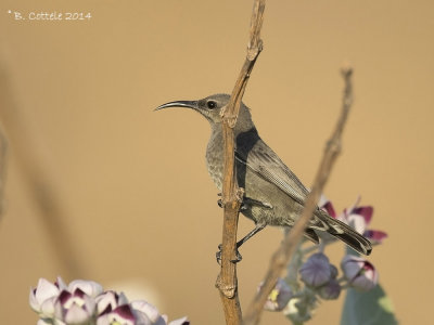 Glanshoningzuiger - Shining Sunbird - Cinnyris habessinicus