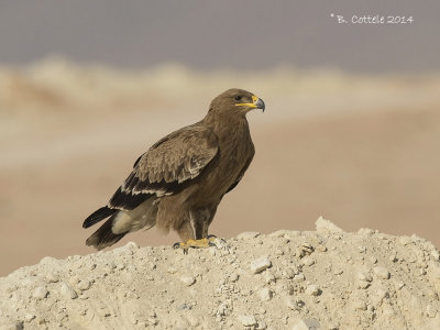 Steppearend- Steppe Eagle - Aquila nipalensis