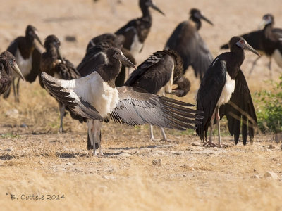 Abdimooievaar - Abdim's Stork