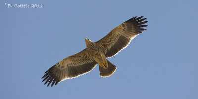 Keizerarend - Eastern Imperial Eagle - Aquila heliaca