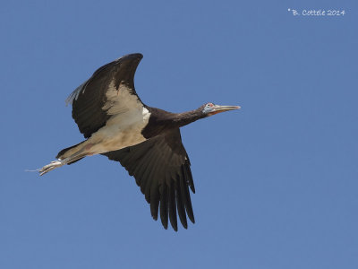 Abdimooievaar - Abdim's Stork - Ciconia abdimii