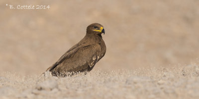 Steppearend- Steppe Eagle - Aquila nipalensis